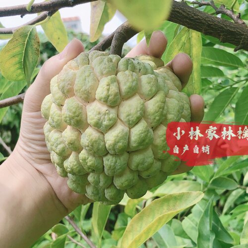 潮汕特产大果顺丰包邮林檎