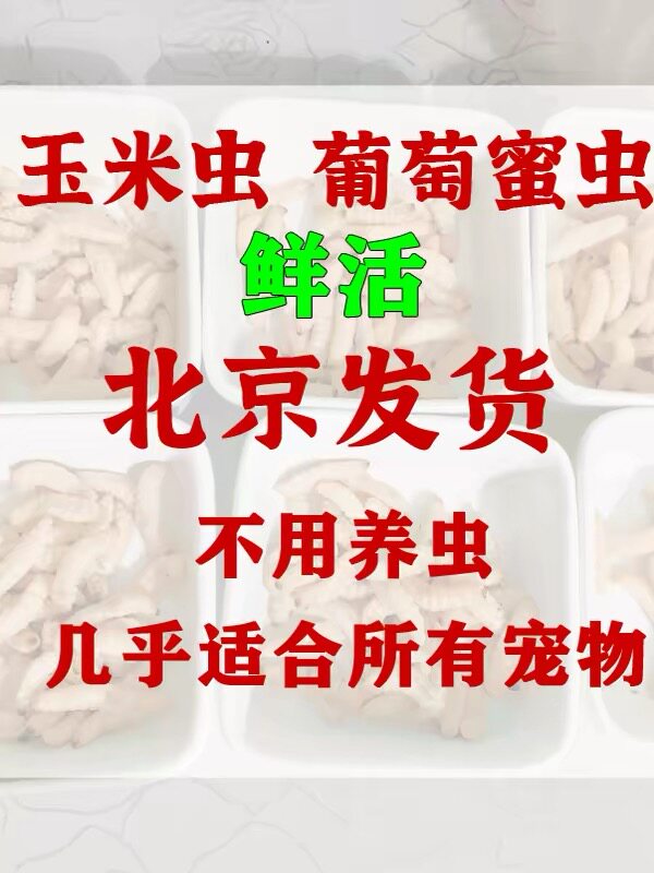 活体野外玉米虫葡萄蜜虫优质活饵鬃狮守宫角蛙蜥蜴高蛋白宠物饲料