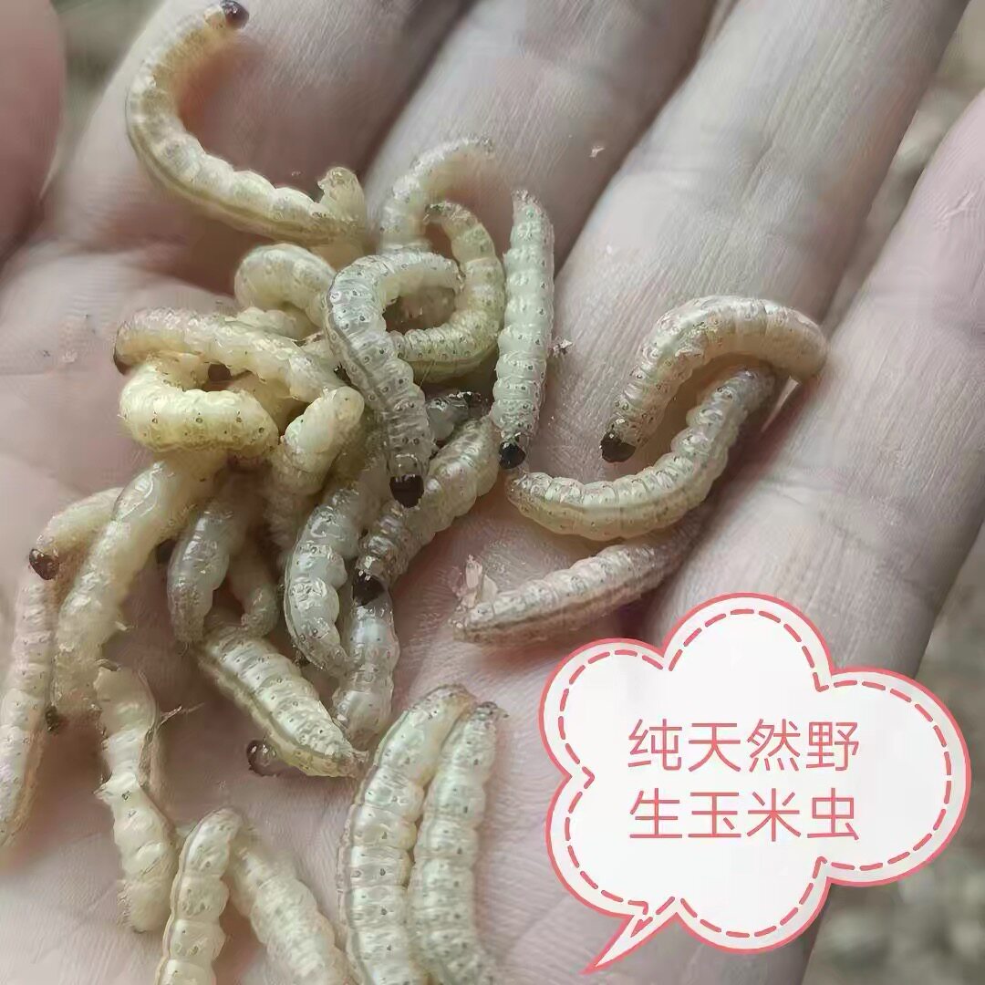 优质活体野外玉米虫,高蛋白鲜活虫饵,鸟类蜥蜴宠物通用营养饲料