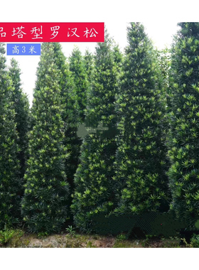 造型塔状罗汉松 宝塔形罗汉松风水庭院别墅植物6-18年 带土球包邮