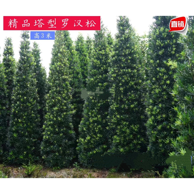 风水别墅18年带土球包邮罗汉松