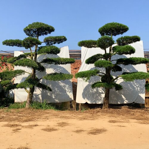 常绿花木场造型罗汉松树绿植