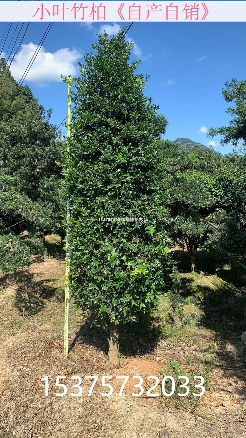 竹柏大树  盆栽 室内 室外庭院 绿植 驱蚊四季常绿  地径2-15公分