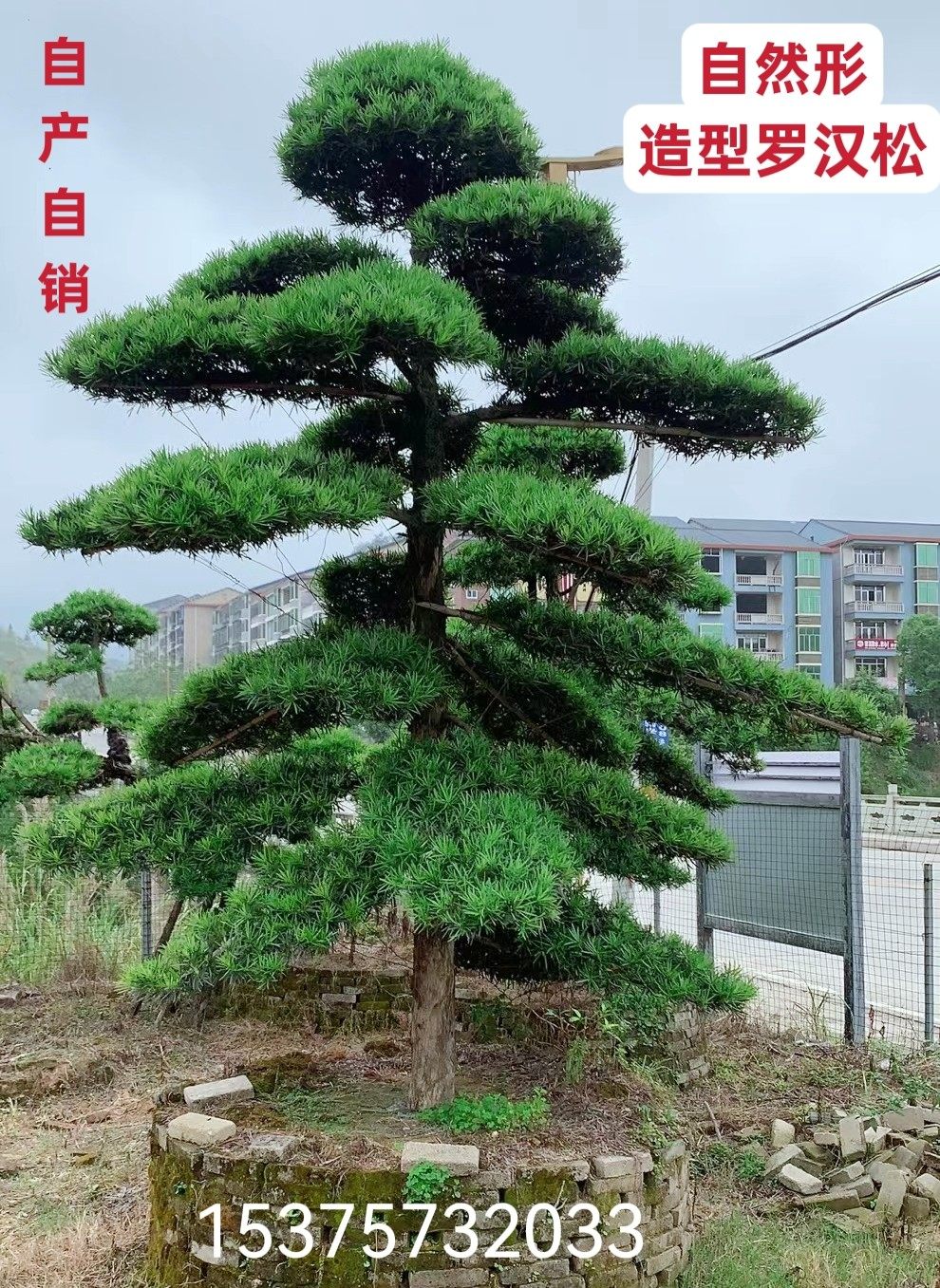 精品中叶罗汉松大树别墅庭院行道绿植四季常青一物一拍大土球包邮