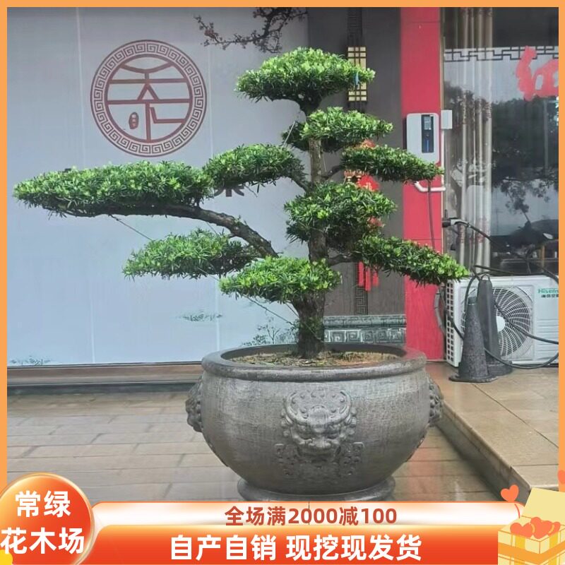 雀舌小叶S弯造型树迎客 四季常青景观树别墅工程公园绿化耐寒好养 - 实物图