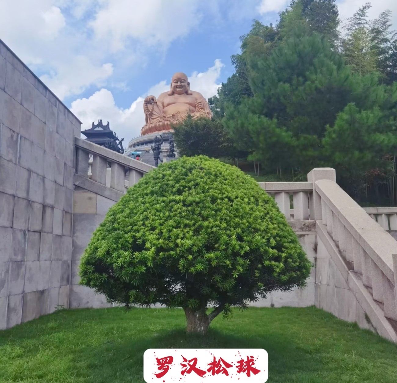 精品原生罗汉松大球阳台盆栽庭院绿植四季常青一物一拍移植大土球