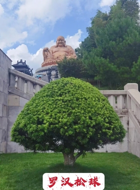 精品原生罗汉松大球阳台盆栽庭院绿植四季常青一物一拍移植大土球