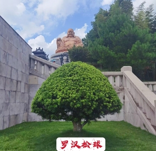 精品原生罗汉松大球阳台盆栽庭院绿植四季常青一物一拍移植大土球
