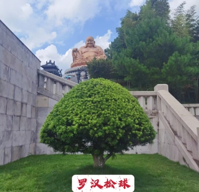 精品罗汉松球阳台盆栽