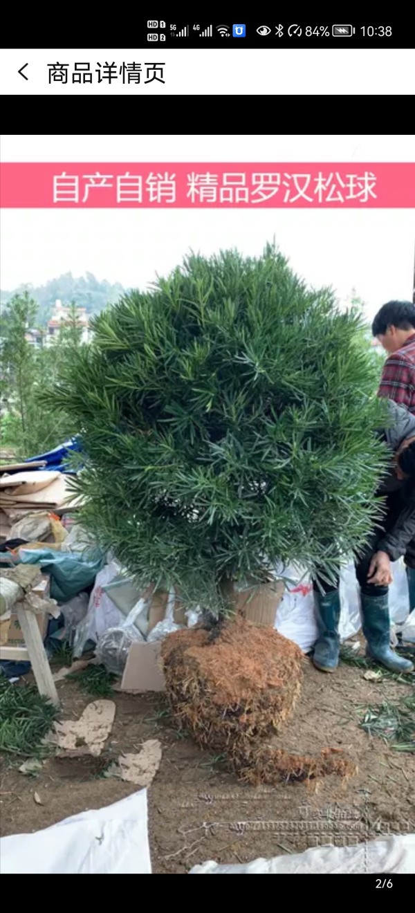 精品罗汉松造型球庭院四季常绿