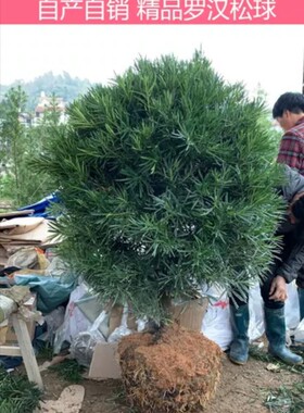 罗汉松球 精品罗汉松球 盆栽庭院常绿植物 树冠60-1.7米 包邮