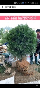 罗汉松球 精品罗汉松球 盆栽庭院常绿植物 树冠60-1.7米 包邮