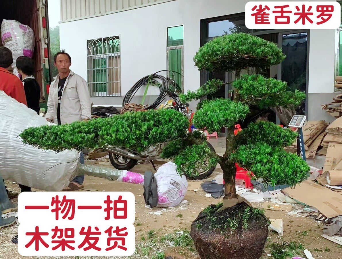 精品造型庭院一物一拍松树米叶