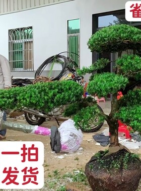 精品雀舌米叶造型别墅庭院绿植罗汉松一物一拍盆栽松树盆景吸甲醛