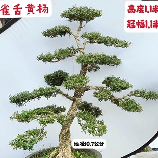 精品造型盆景雀舌黄杨小叶名贵庭院绿植室内室外耐寒花卉包邮