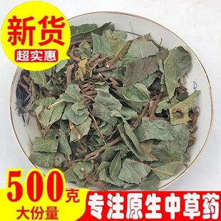 矮地茶/平地木/不出林/叶底珠/叶下红紫金牛正宗无硫包邮