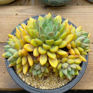 红象牙冠幅19CM