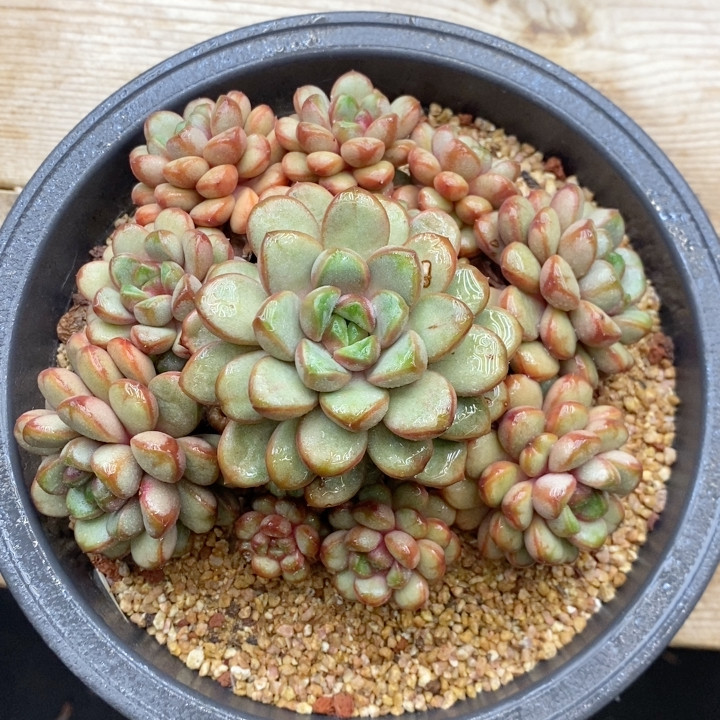 葡萄冠幅15.5CM