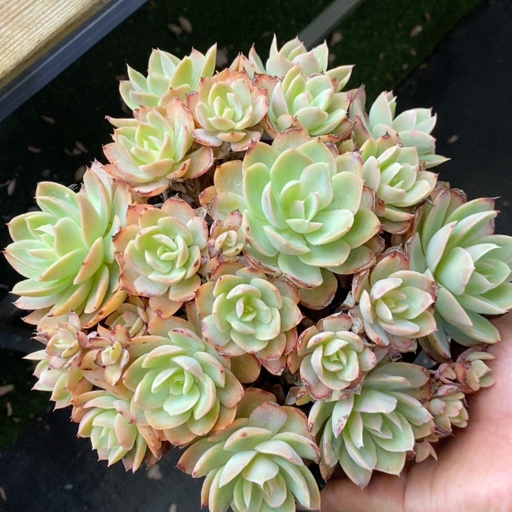 丝绸面纱冠幅21CM