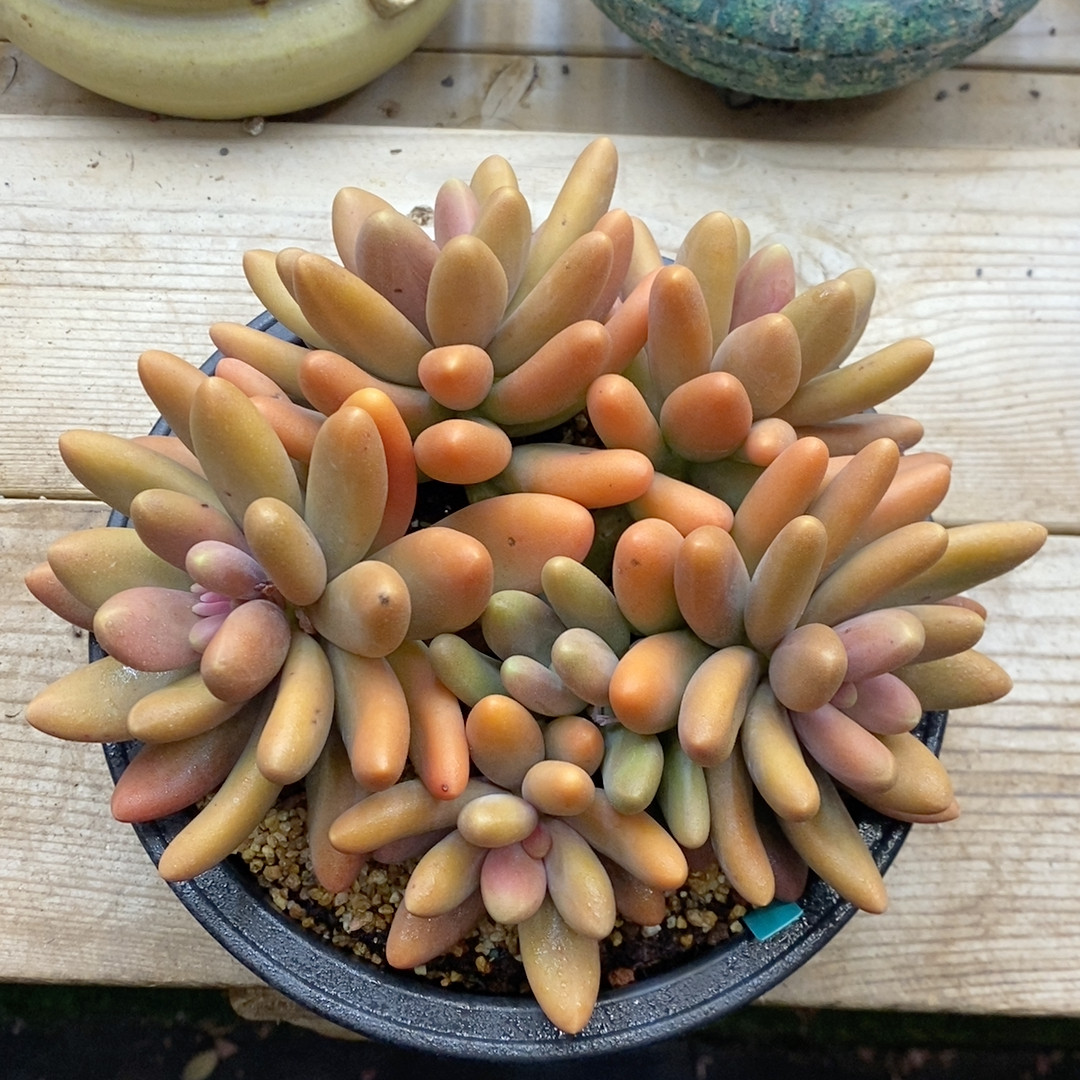 糖果美人冠幅21CM