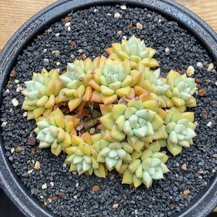黄金象牙冠幅13CM