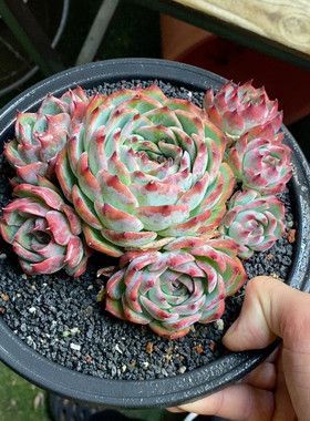 惊鸿仙子冠幅16CM
