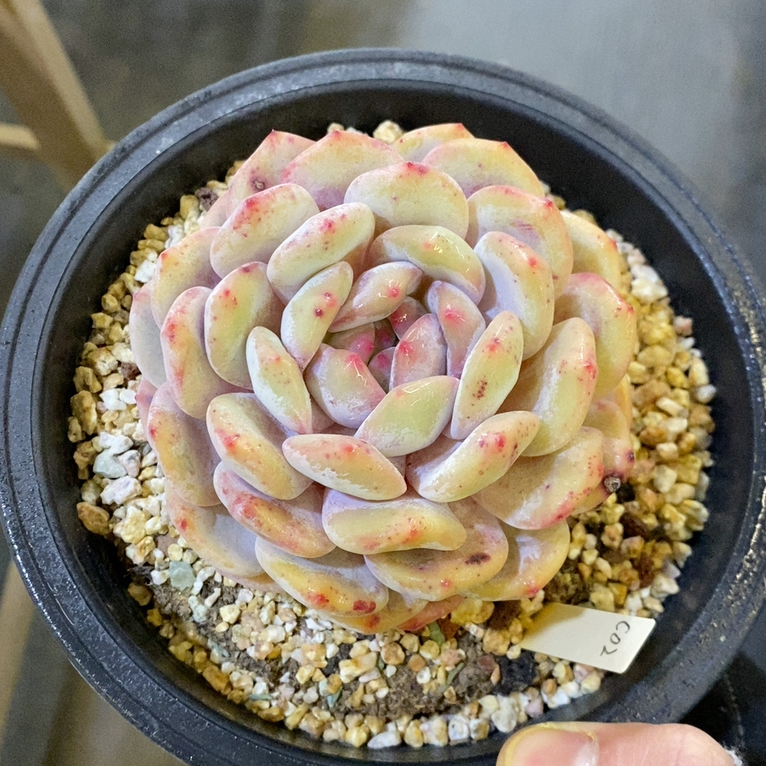 橙子冠幅9.5CM,鲜花速递/花卉仿真/绿植园艺,多肉植物,淘宝优惠券,粉丝福利购,淘宝优惠卷