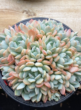 蜜桃格林冠幅19CM