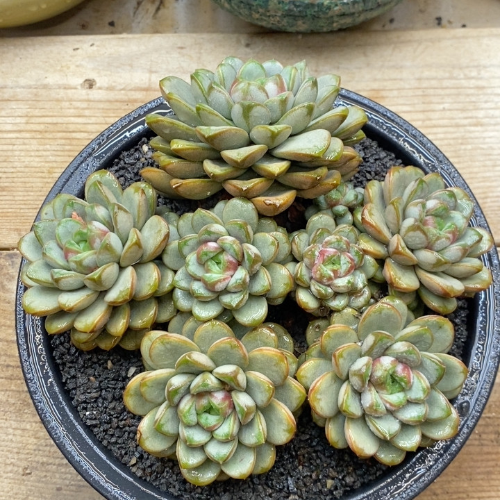 葡萄冠幅18CM