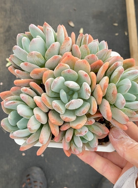 灰姑娘冠幅15CM