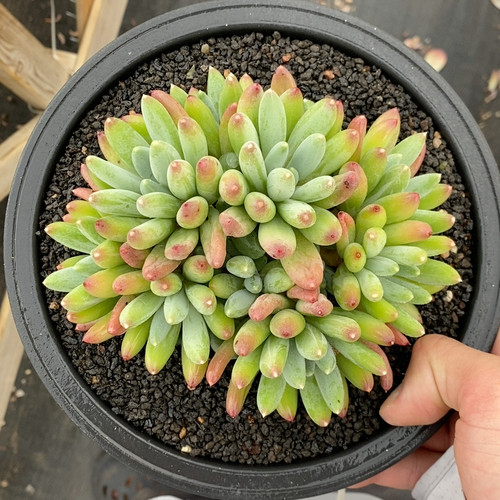 兰亭序冠幅15CM