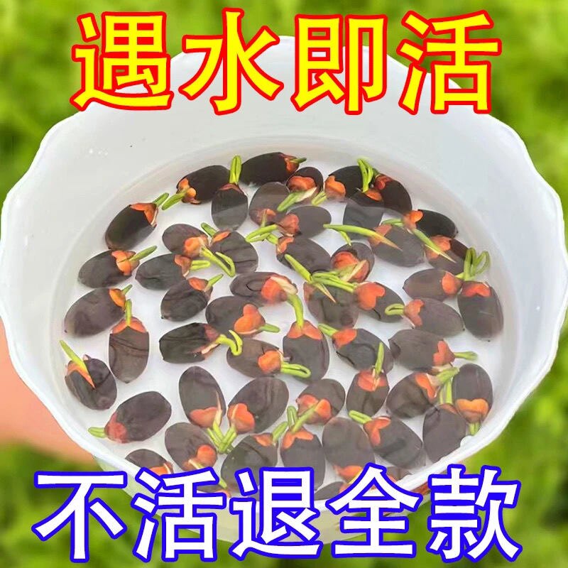 【7天发芽】碗莲种四季开花水培水生植物