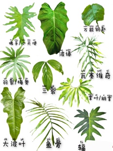 蔓绿绒羽毛索迪罗荧光橙柄常见蔓绿绒合集