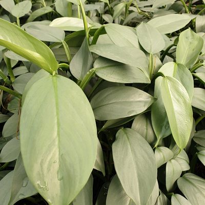 哈斯塔姆银叶蔓绿绒Philodendron hastatum广州小盆栽