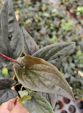 铜叶合果芋叶片皮革质感室内绿植观赏植物藤本植物nbsp