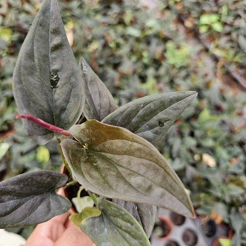 铜叶合果芋叶片皮革质感室内绿植观赏植物藤本植物nbsp