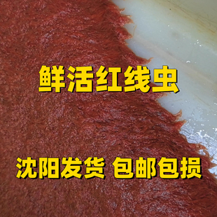 活红线虫水蚯蚓丝蚯蚓线蛇孔雀鱼食鱼粮鱼饲料
