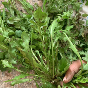 新鲜野生荠菜现挖现发地菜荠荠菜湖北应季野生嫩荠菜可做饺子火锅