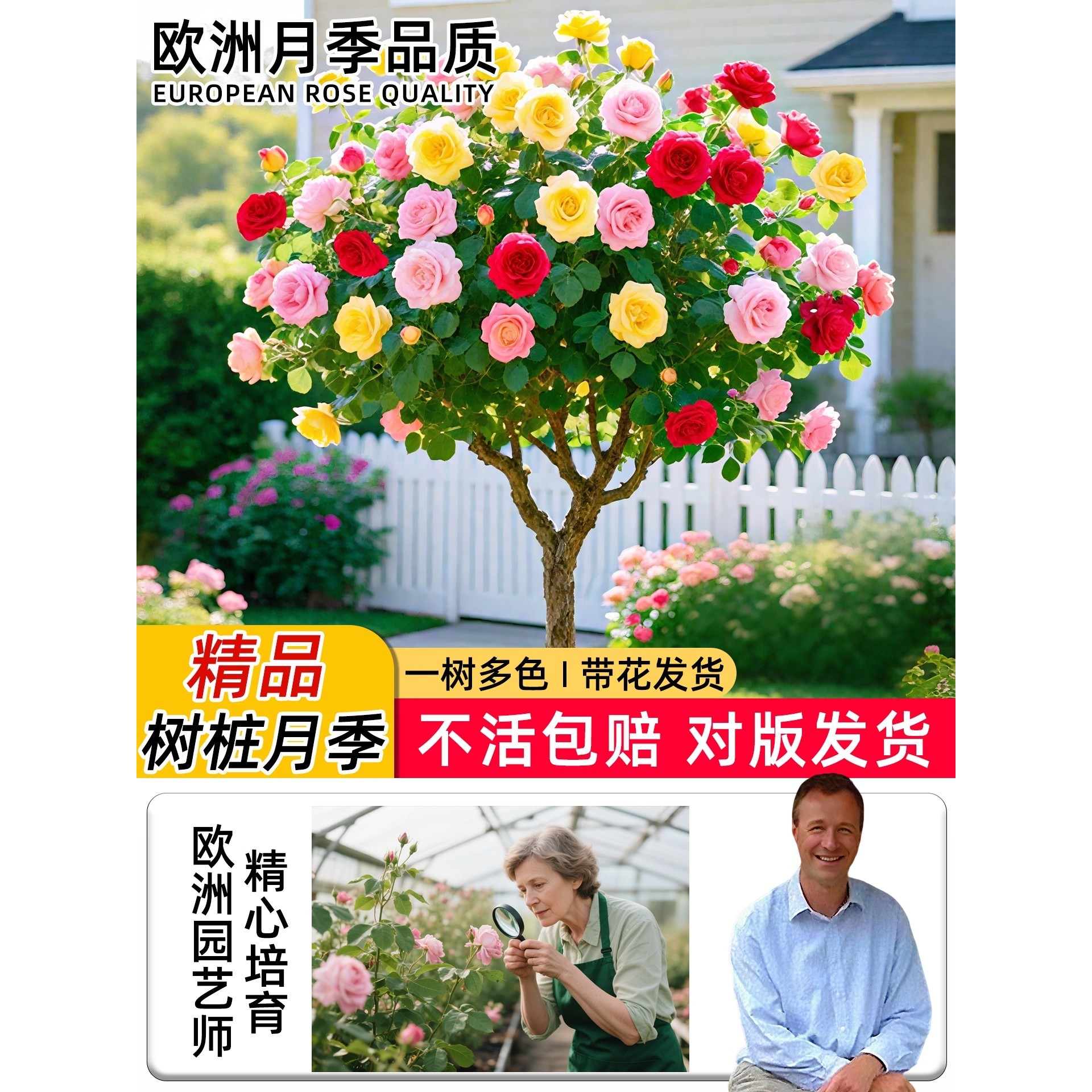 树桩月季棒棒糖大花嫁接盆栽