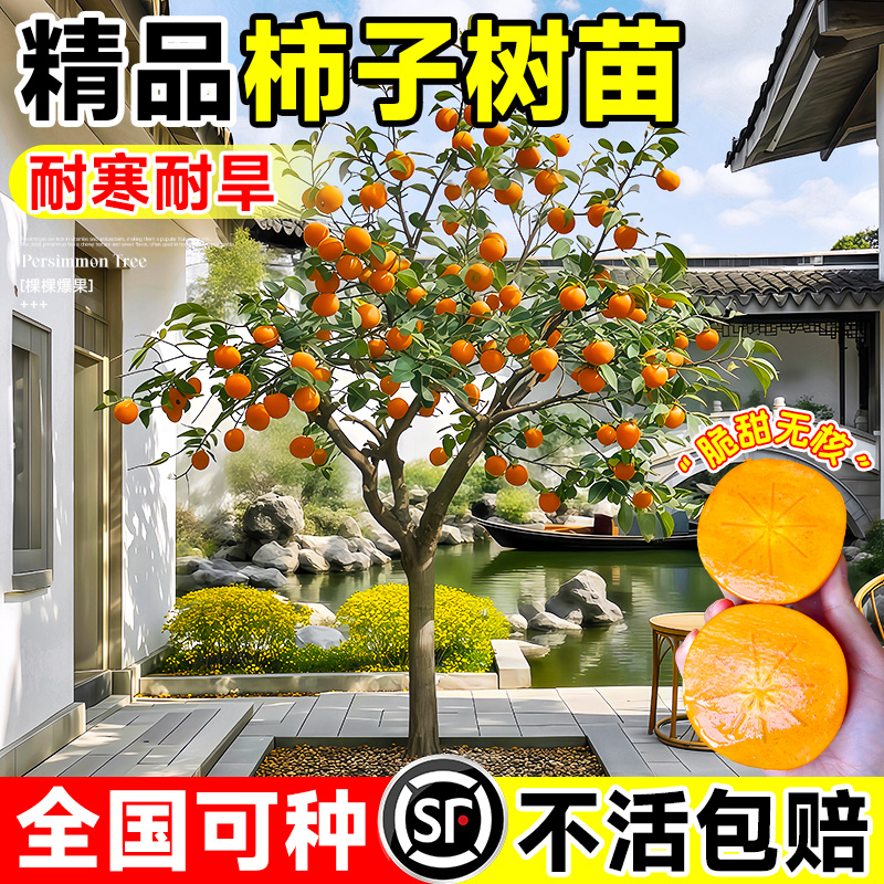 柿子树果苗甜脆柿子巧克力柿子庭院果树特大号盆栽北方耐寒嫁接苗