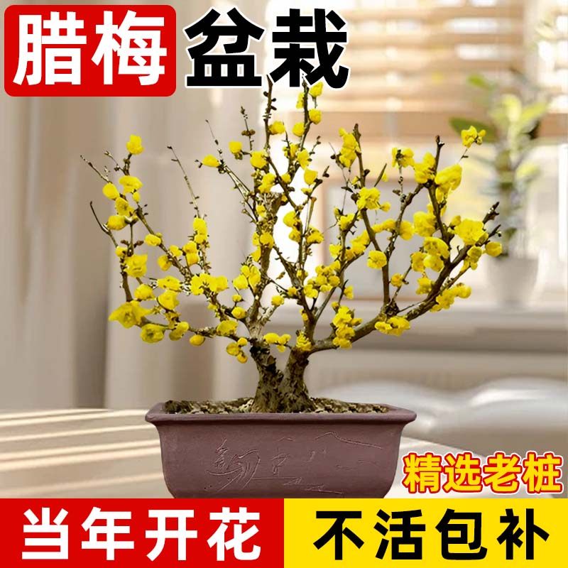 腊梅花盆栽树苗老桩盆景室内外阳台庭院红梅绿梅耐寒浓香花卉植物,鲜花速递/花卉仿真/绿植园艺,造型盆景,淘宝优惠券,粉丝福利购,淘宝优惠卷