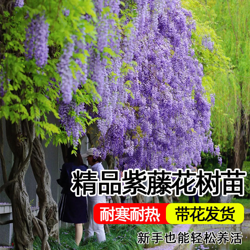 紫藤花树苗爬藤植物多花紫藤萝树苗花卉盆栽庭院老桩耐寒四季攀援,鲜花速递/花卉仿真/绿植园艺,行道树/乔木,淘宝优惠券,粉丝福利购,淘宝优惠卷