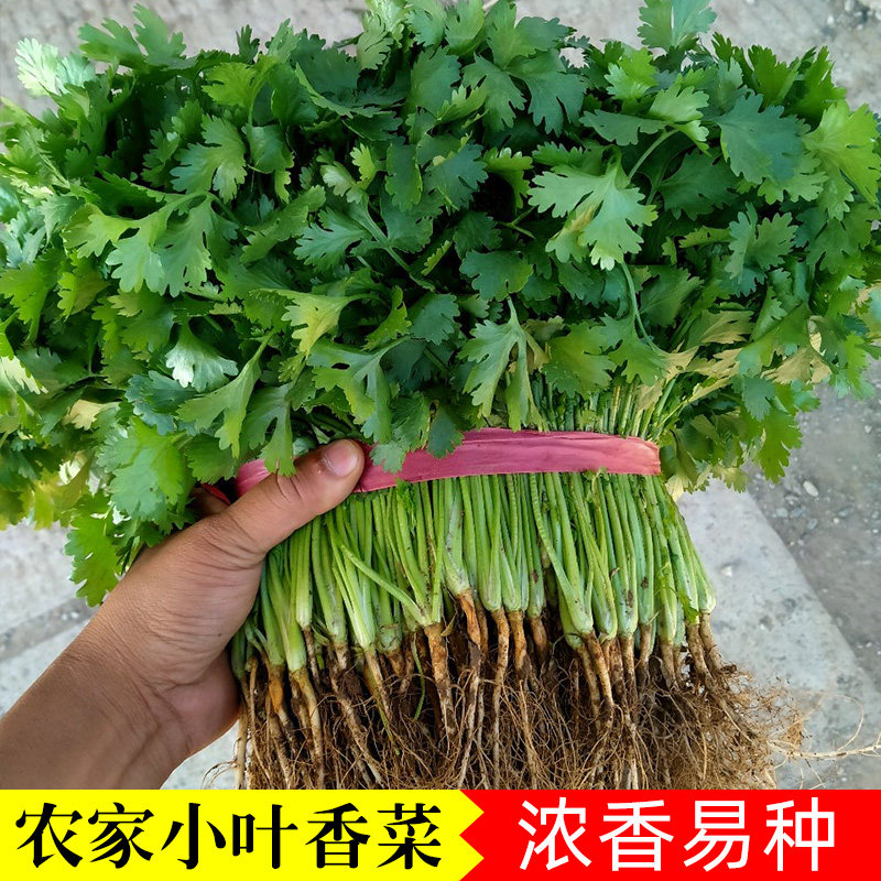 山东老香菜种子耐热耐抽薹芫荽种春秋四季农家蔬菜种籽盆栽学种菜