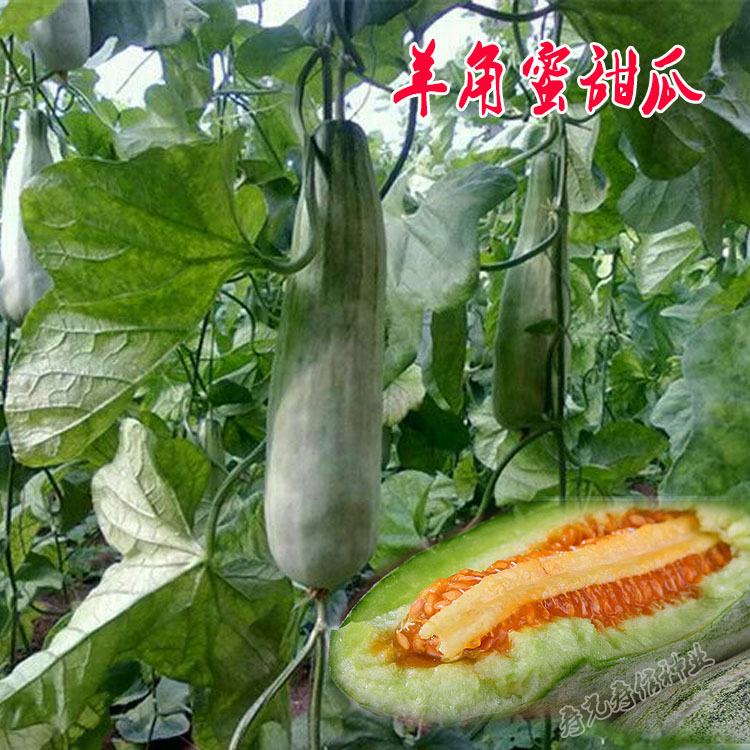 刘秋秋