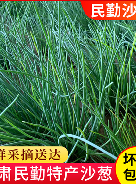 【顺丰包邮】坏包赔现剪沙葱甘肃民勤5斤新鲜沙葱特产沙葱保温箱