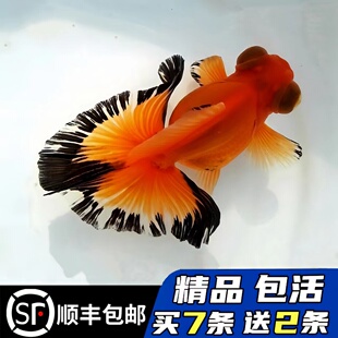 精品蝶尾金鱼活鱼包金龙睛观赏鱼淡冷水小金鱼好养耐活易养活鱼苗