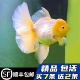 百褶泰狮金鱼活鱼精品进口粉f1观赏小型将军冷淡水好养耐活易养活