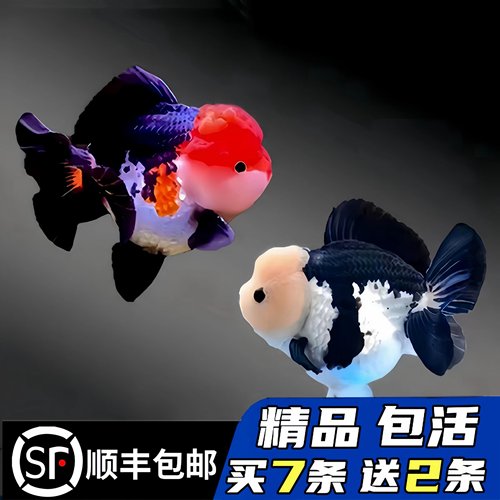 精品玛丽泰狮金鱼适合新手好养活