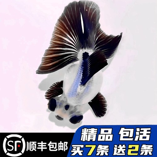 精品熊猫蝶尾金鱼国粹黑白买7送2