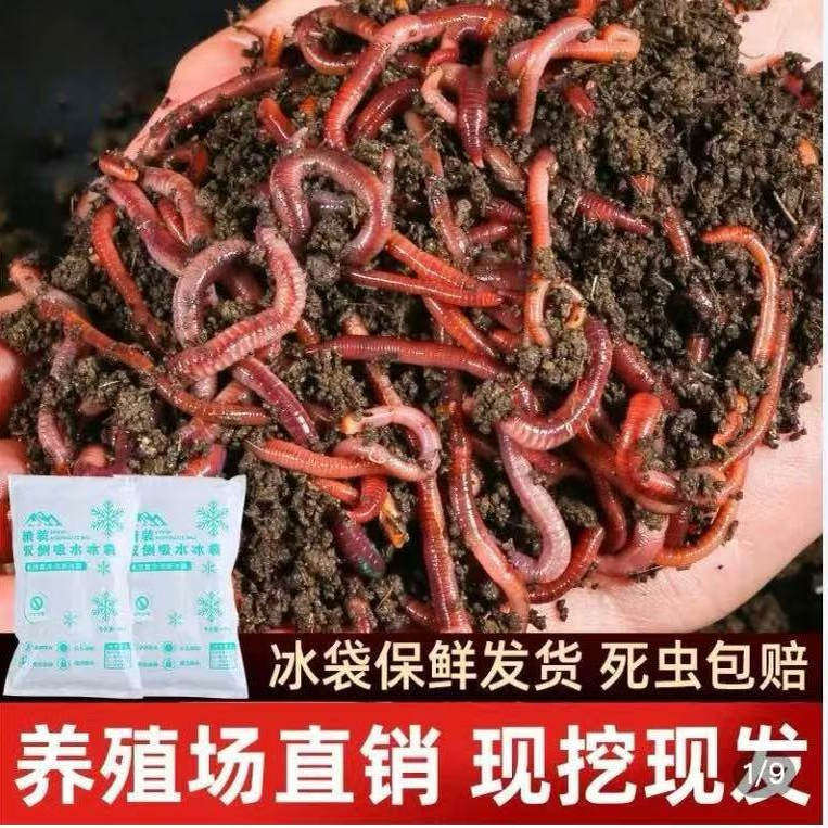 钓鱼活饵蚯蚓盒装鲜活红蚯蚓鲫鱼鲤鱼草鱼垂钓鱼饵料大号散装野钓